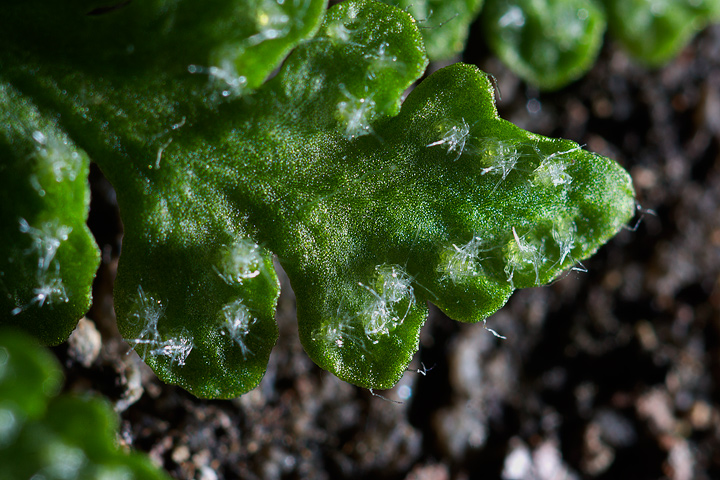 Woodsia alpina / Felcetta alpina